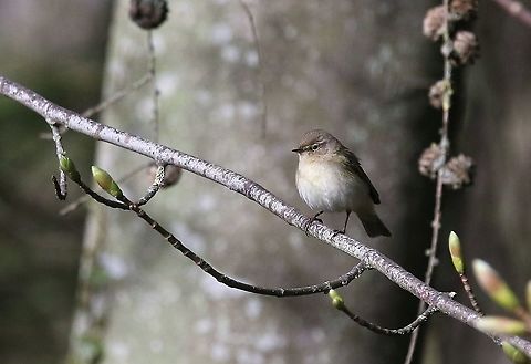 Whitethroat Catching the early morning sun Common whitethroat,Cumbria,Kings Meaburn,Sylvia communis