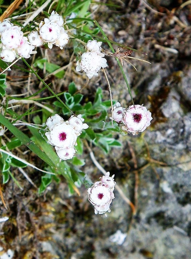 Mountain Everlasting or Cat's Paw See above Swindale, striking purple centre to the plants Antennaria dioica,Cat's Paw,Cumbria,Mountain Everlasting