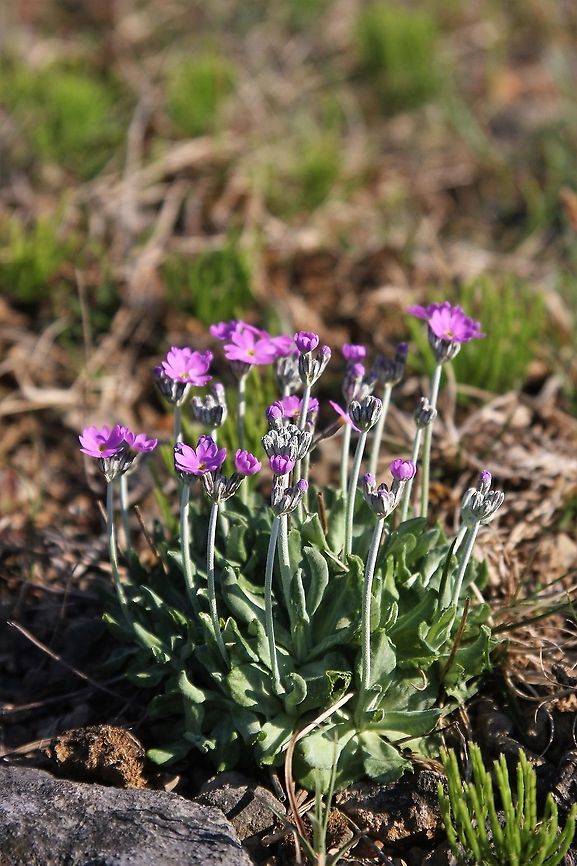 Bird's Ete Primrose This beautiful primrose from Orton Scar Bird's-eye primrose,Cumbria,Orton Scar,Primula farinosa