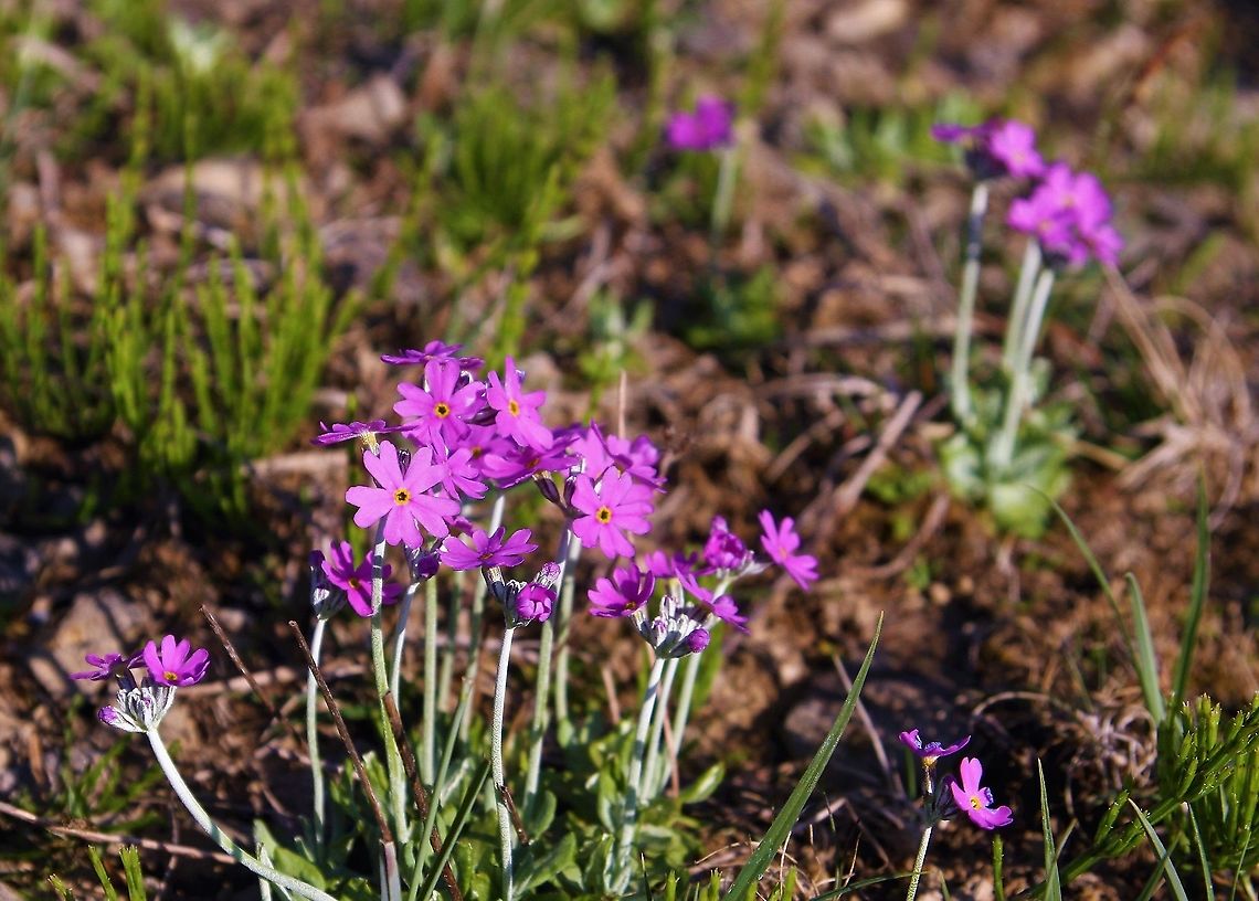 Bird's Eye Primrose This is a very beautiful little primula from Orton Scar Bird's-eye primrose,Cumbria,Orton Scar,Primula farinosa