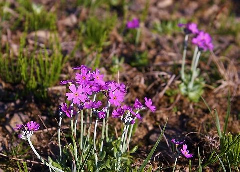 Bird's Eye Primrose This is a very beautiful little primula from Orton Scar Bird's-eye primrose,Cumbria,Orton Scar,Primula farinosa