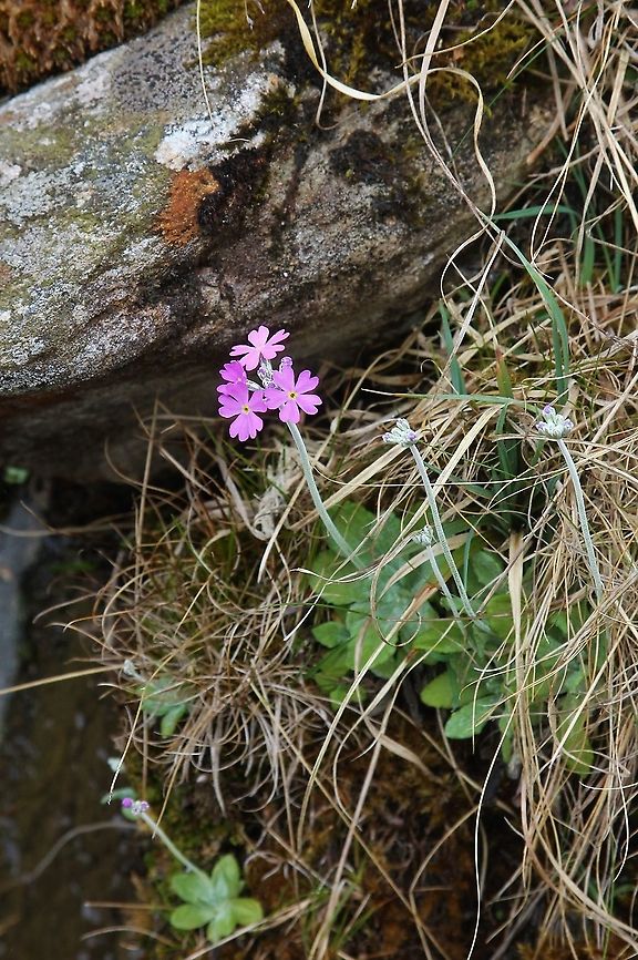 Bird's Eye Primrose This little primrose from from Swindale Bird's-eye primrose,Cumbria,Primula farinosa,Swindale