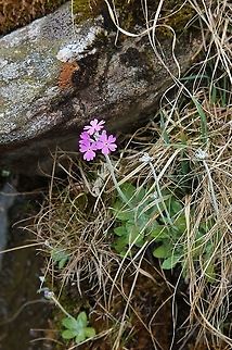 Bird's Eye Primrose This little primrose from from Swindale Bird's-eye primrose,Cumbria,Primula farinosa,Swindale