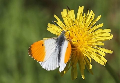 Orange tip butterfly You know spring is springing when you see the Orange tip! Anthocharis cardamines,Cumbria,Kings Meaburn,Orange tip
