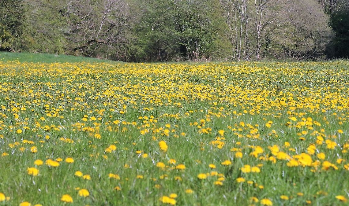 Dandelions A field of dandelions on an organic farm here Common dandelion,Cumbria,Kings Meaburn,Taraxacum officinale