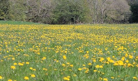 Dandelions A field of dandelions on an organic farm here Common dandelion,Cumbria,Kings Meaburn,Taraxacum officinale