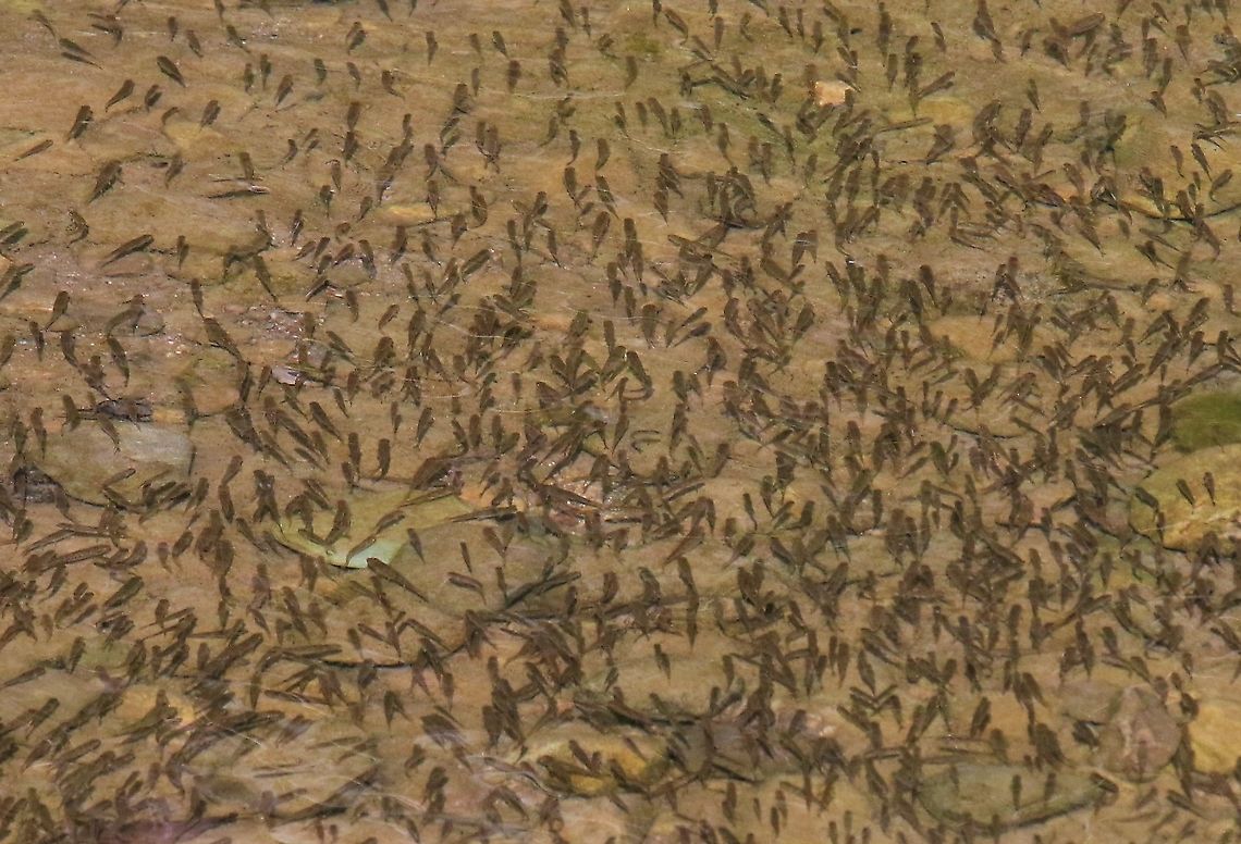Minnows Minnows in the Lyvennet, the main prey of herons and kingfishers Common minnow,Cumbria,Kings Meaburn,Phoxinus phoxinus