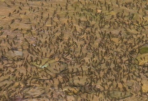 Minnows Minnows in the Lyvennet, the main prey of herons and kingfishers Common minnow,Cumbria,Kings Meaburn,Phoxinus phoxinus
