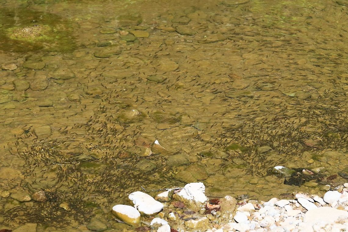 Shoals of minnows The Lyvennet is great for minnows (so good for herons &amp; kingfishers) Common minnow,Cumbria,Kings Meaburn,Phoxinus phoxinus