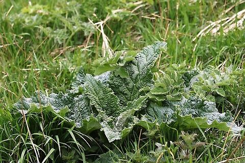 Greater Burdock - Arctium lappa Common plant along rivers and hedgerows Arctium lappa,Cumbria,Greater burdock,Kings Meaburn