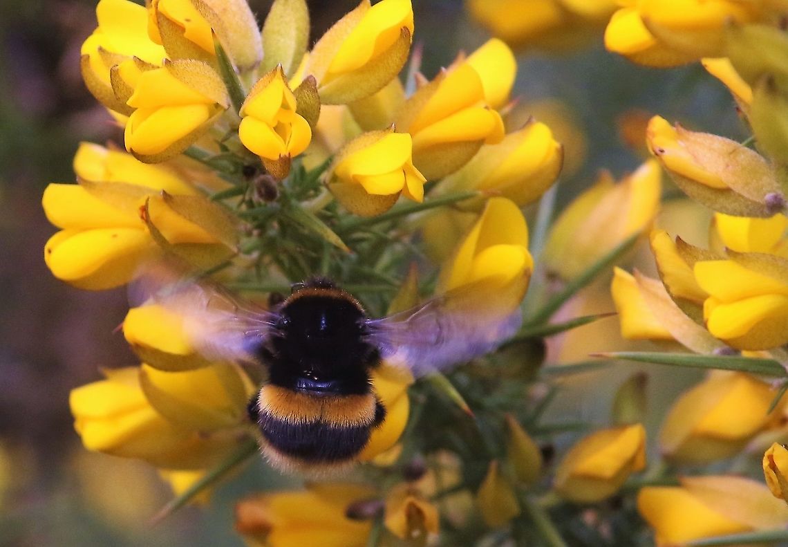 Buff-tailed Bumblebee on gorse The scent of coconut, very strong Bombus terrestris,Buff-tailed bumblebee,Cumbria,Kings Meaburn
