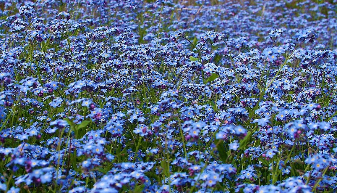 Glorious carpet of Forget me not Glorious rich forget me not - a harbinger of spring Cumbria,Field Forget-me-not,Kings Meaburn,Myosotis arvensis
