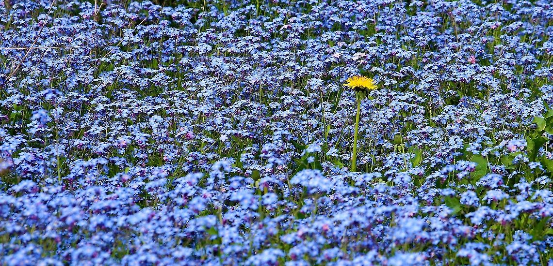 Forget me not and dandelion An invader within a field of forget me not Cumbria,Field Forget-me-not,Kings Meaburn,Myosotis arvensis