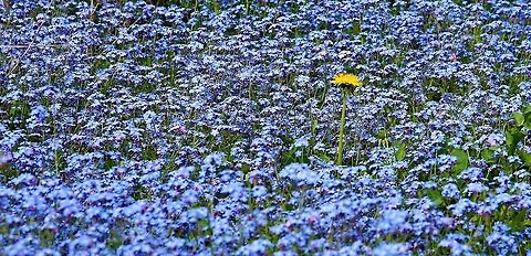 Forget me not and dandelion An invader within a field of forget me not Cumbria,Field Forget-me-not,Kings Meaburn,Myosotis arvensis