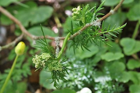 Pignut just coming into flower The delicate flowers just coming out Conopodium majus,Cumbria,Kings Meaburn,Kippernut