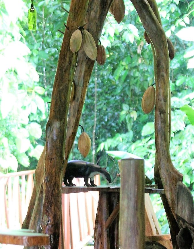 Bairds Tapir The only Baird&#039;s tapir that we saw - a climber on a dining table!!! One shot &amp; gone! Baird’s Tapir,Costa Rica,Danta Corcovado Lodge,Osa Peninsula,Tapirus bairdii