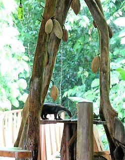 Bairds Tapir The only Baird's tapir that we saw - a climber on a dining table!!! One shot & gone! Baird’s Tapir,Costa Rica,Danta Corcovado Lodge,Osa Peninsula,Tapirus bairdii