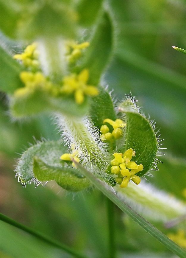 Crosswort, Cruciata laevipes Crosswort, common meadow/roadside plant here - although not sure where wikipedia gets the &quot;smooth&quot; from as it is a very hairy plant Cruciata laevipes,Cumbria,Kings Meaburn,crosswort
