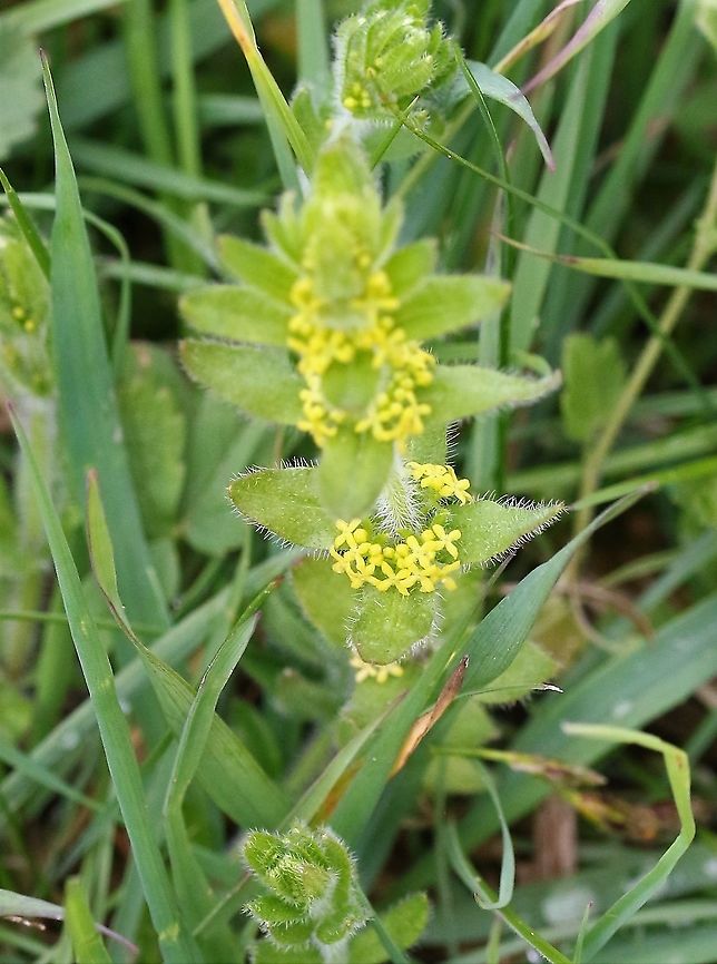 Crosswort Common meadow plant here Cruciata laevipes,Cumbria,Kings Meaburn,crosswort
