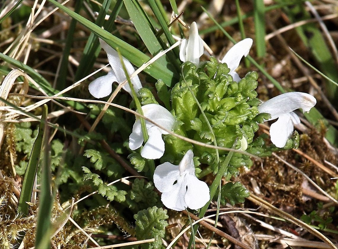 Lousewort - rarer White form The white form of this acid loving semi-parasitic plant found on acid moorland usually with milkwort, butterwort and sundews.  This plant is general in pink form. Common lousewort,Pedicularis sylvatica,Wester Ross