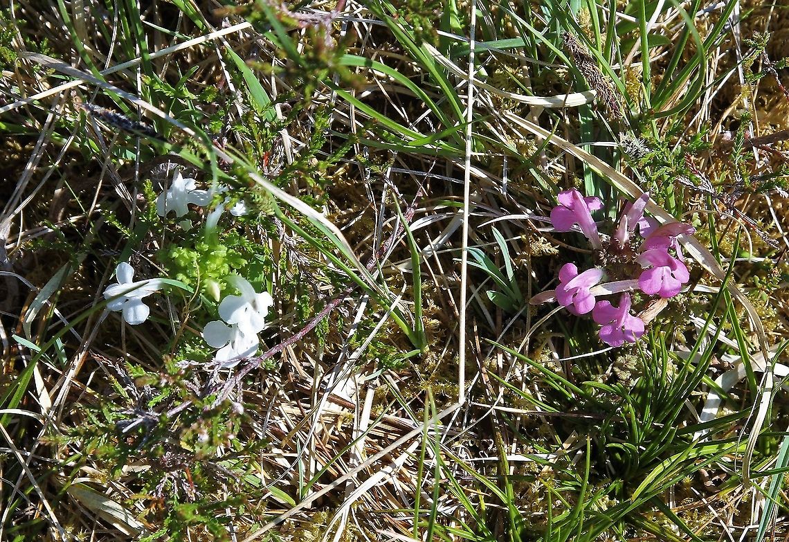 White & Pink Lousewort Both colours of Lousewort together in the Letterewe Forest Common lousewort,Pedicularis sylvatica,Wester Ross