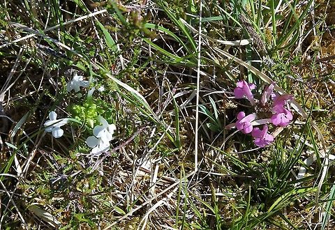 White & Pink Lousewort Both colours of Lousewort together in the Letterewe Forest Common lousewort,Pedicularis sylvatica,Wester Ross