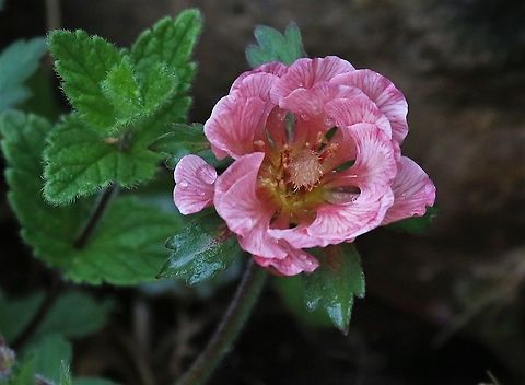 Water Avens, United Kingdom  Geum rivale,Water Avens