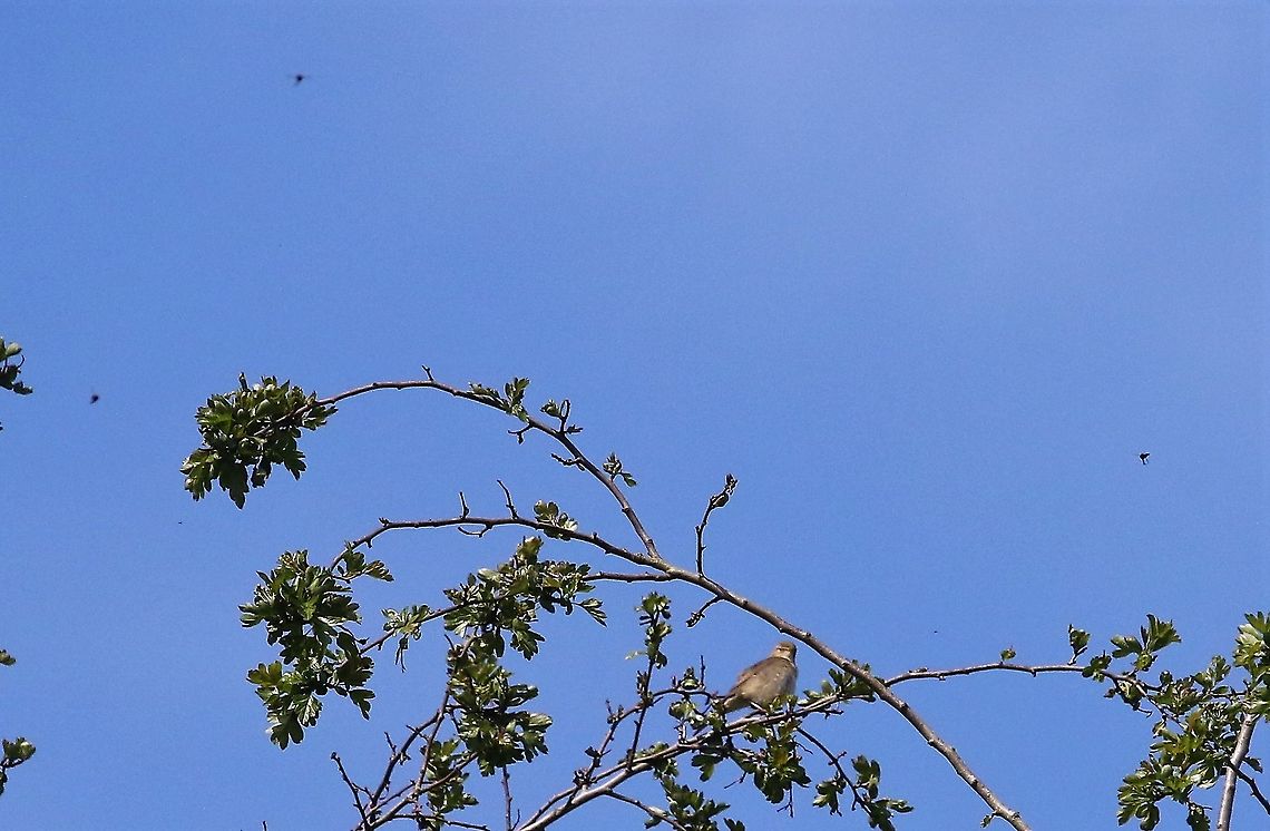 St Marks Flies around Whitethroat Whitethroat surrounded by St Marks Flies Bibio marci,Cumbria,Kings Meaburn,St Marks Fly