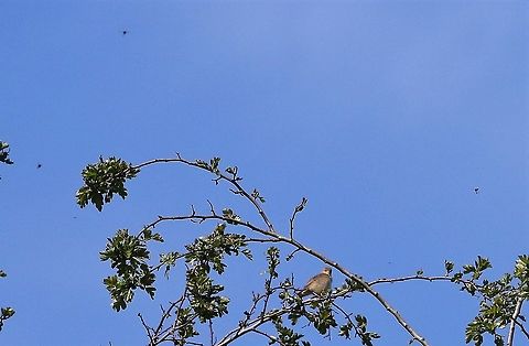St Marks Flies around Whitethroat Whitethroat surrounded by St Marks Flies Bibio marci,Cumbria,Kings Meaburn,St Marks Fly