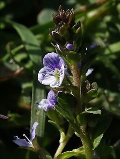 Thyme-leaved Speedwell A small member of the speedwell family from rough pasture Cumbria,Kings Meaburn,Thyme-leaved Speedwell,Veronica serpyllifolia