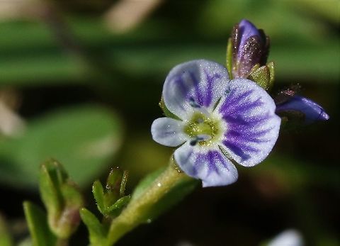 Thyme-leaved Speedwell From some rough pasture land near us Cumbria,Kings Meaburn,Thyme-leaved Speedwell,Veronica serpyllifolia