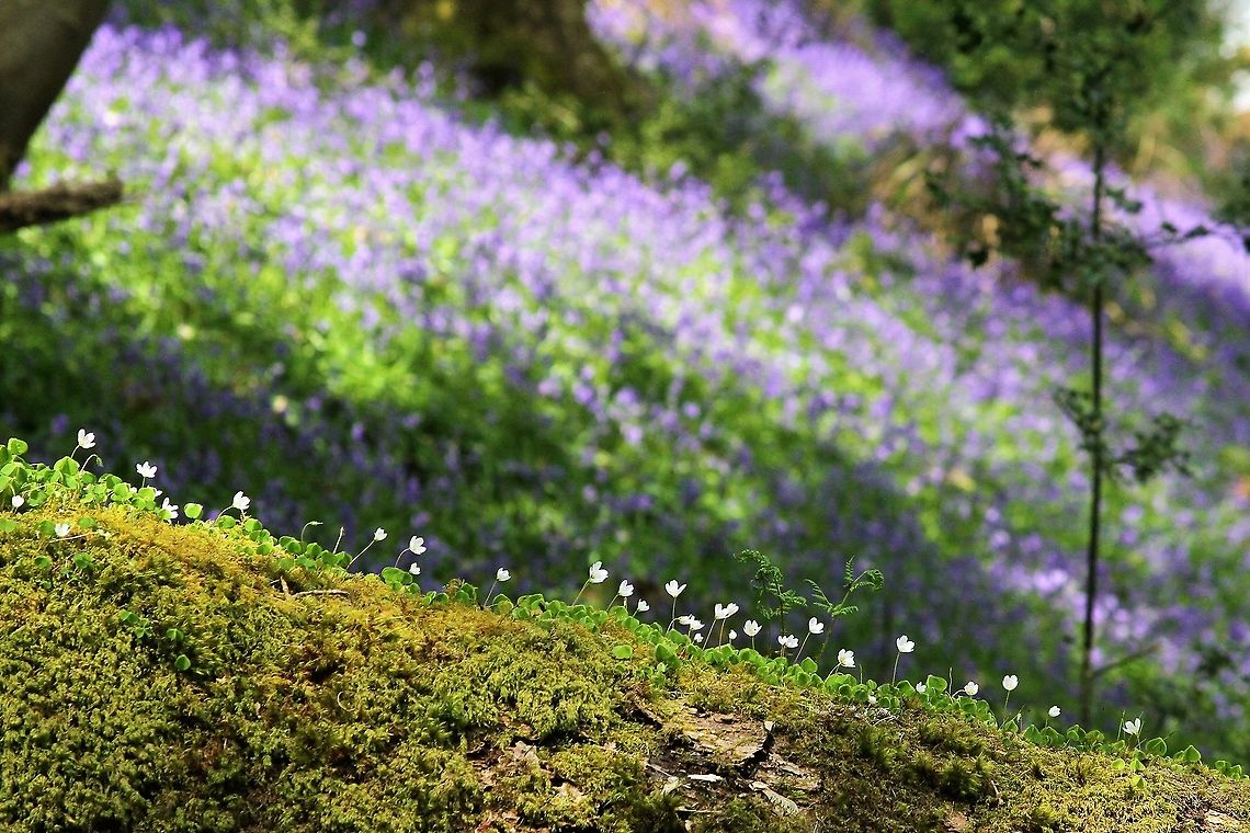 Wood  Sorrell In Barkbooth woods, famous for the bluebells, a line of sorrel on a fallen tree Barkbooth Woods,Common wood sorrel,Cumbria,Oxalis acetosella