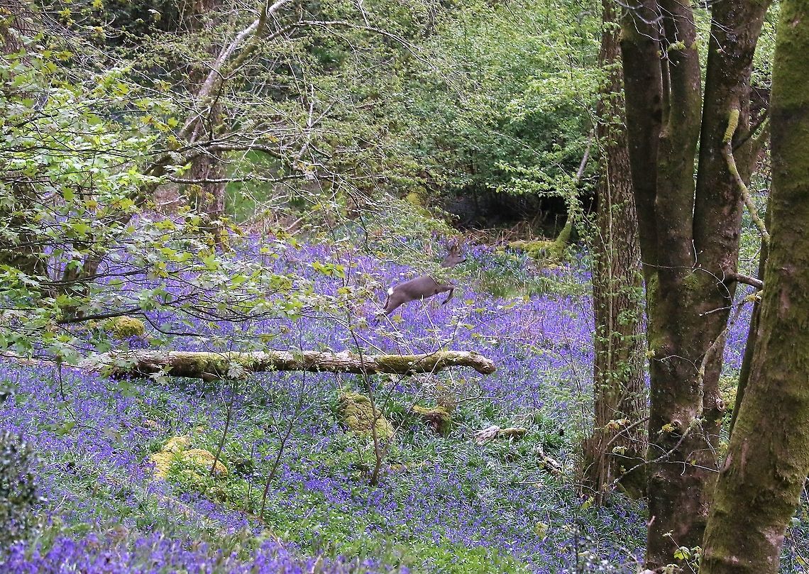 Roe deer in bluebell wood A roe deer leaps out of the bluebells Capreolus capreolus,Cumbria,Forest Hall,Roe deer