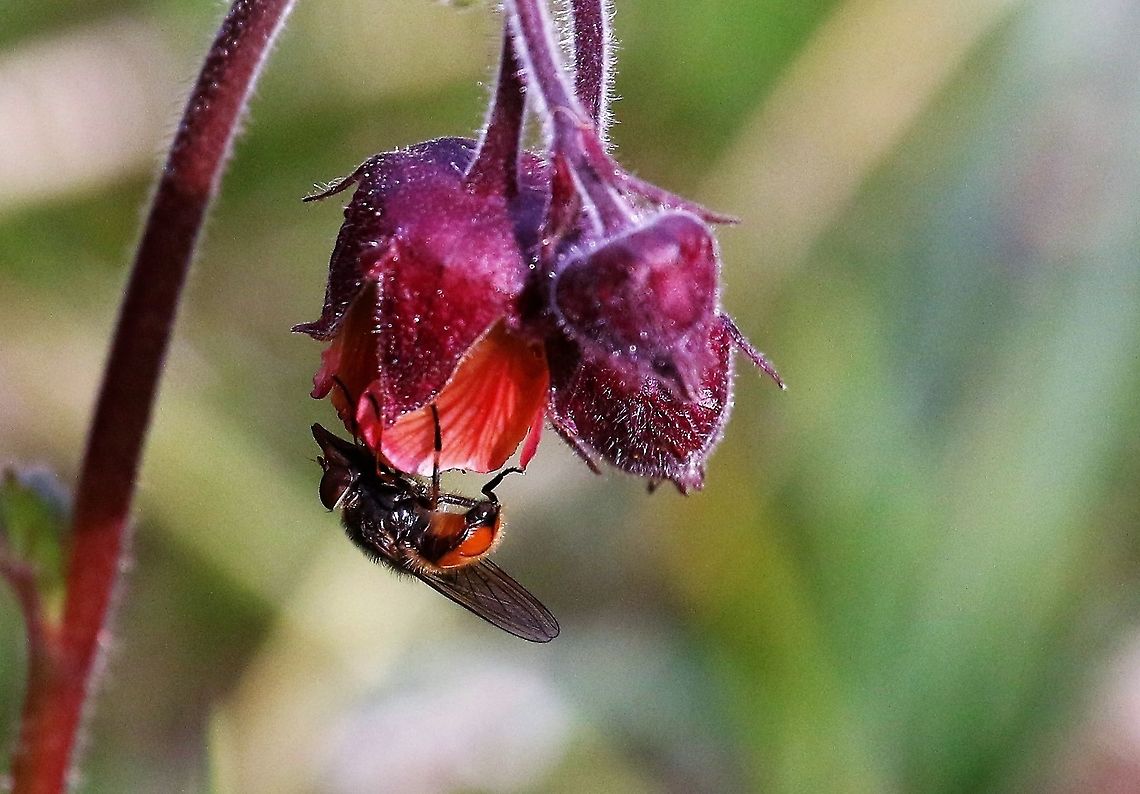 Rhingia campestris, Hoverfly This snout fly, feeding on water avens Cumbria,Kings Meaburn,Rhingia campestris