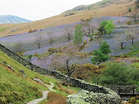 Rannerdale Bluebells The bluebells without trees Bluebells,Hyacinthoides non-scripta,Lake District