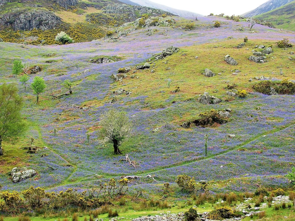 Rannerdale Bluebells Rannerdale where the trees have been gone for a while Bluebells,Hyacinthoides non-scripta,Lake District,Rannerdale