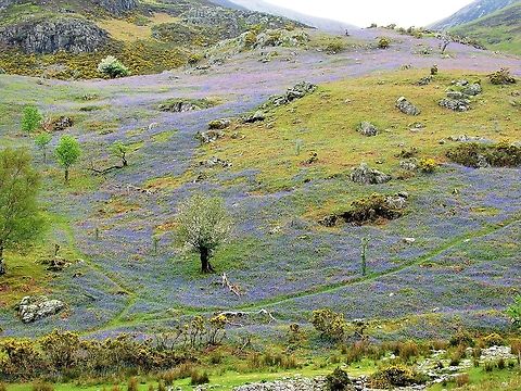 Rannerdale Bluebells Rannerdale where the trees have been gone for a while Bluebells,Hyacinthoides non-scripta,Lake District,Rannerdale
