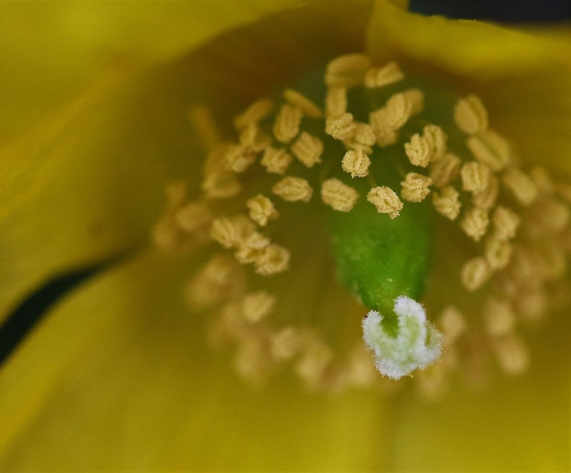 Welsh Poppy Another close up of the flower Cumbria,Kings Meaburn,Papaver cambricum,Welsh Poppy