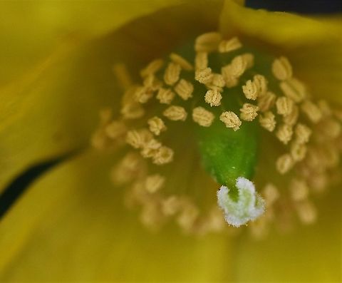 Welsh Poppy Another close up of the flower Cumbria,Kings Meaburn,Papaver cambricum,Welsh Poppy