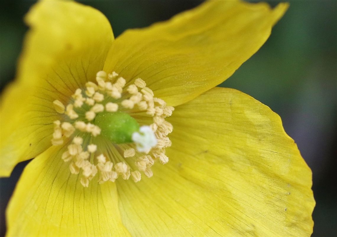 Welsh Poppy Close up of the flower Cumbria,Kings Meaburn,Papaver cambricum,Welsh Poppy