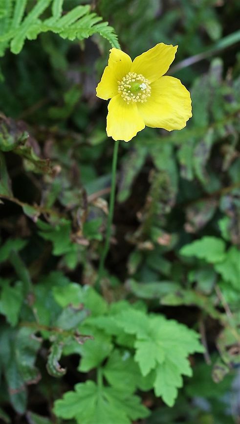 Welsh Poppy A yellow poppy, fairly common in and around the Lake District Cumbria,Kings Meaburn,Papaver cambricum,Welsh Poppy