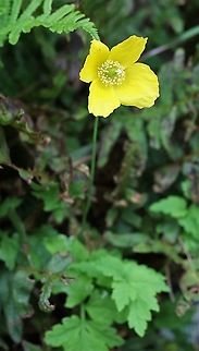 Welsh Poppy A yellow poppy, fairly common in and around the Lake District Cumbria,Kings Meaburn,Papaver cambricum,Welsh Poppy