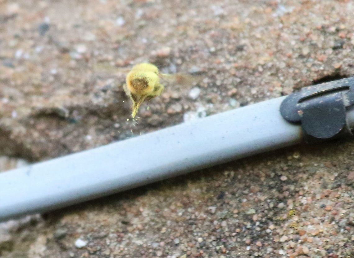 Red Mason Bee Demonstrating that the carry pollen on their hairy bodies, and a pas-de-deux gets rid of some! Cumbria,Kings Meaburn,Osmia bicornis,Red mason bee