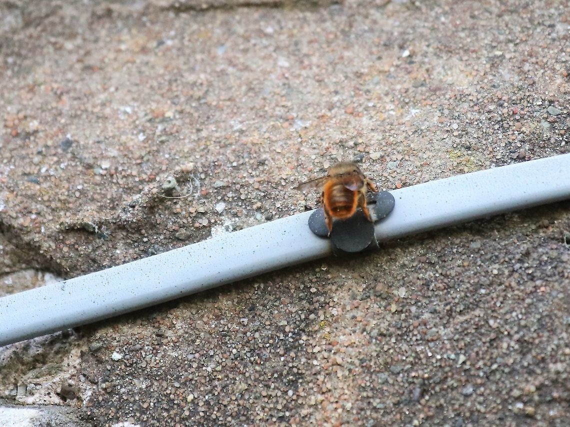 Red Mason Bees - Osmia rufa Not the best photos but just snapped them on my mum&#039;s wall today Cumbria,Kings Meaburn,Osmia bicornis,Red mason bee