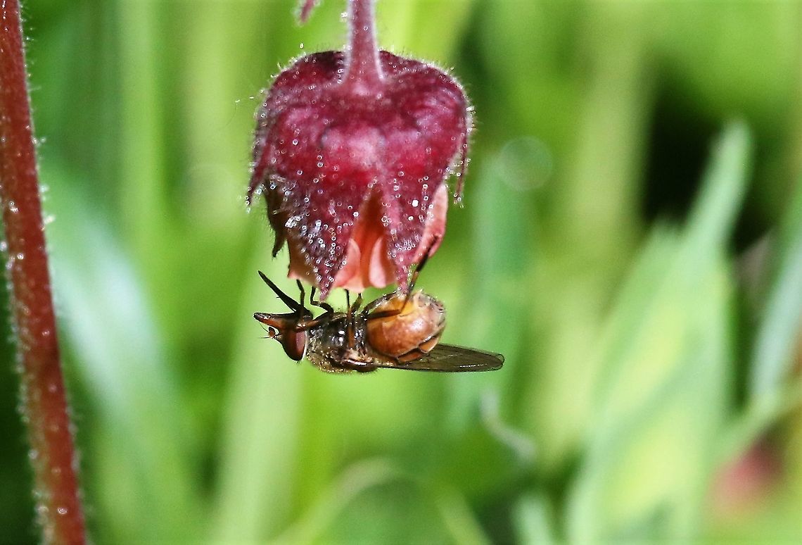 Rhingia campestris - Hoverfly Another close up of this striking hoverfly Cumbria,Heineken Fly,Kings Meaburn,Rhingia campestris