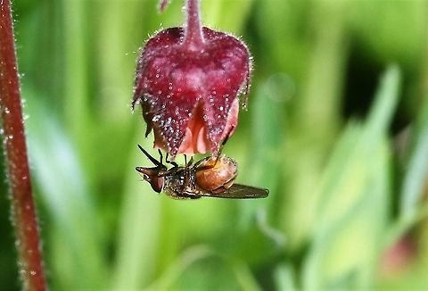 Rhingia campestris - Hoverfly Another close up of this striking hoverfly Cumbria,Heineken Fly,Kings Meaburn,Rhingia campestris
