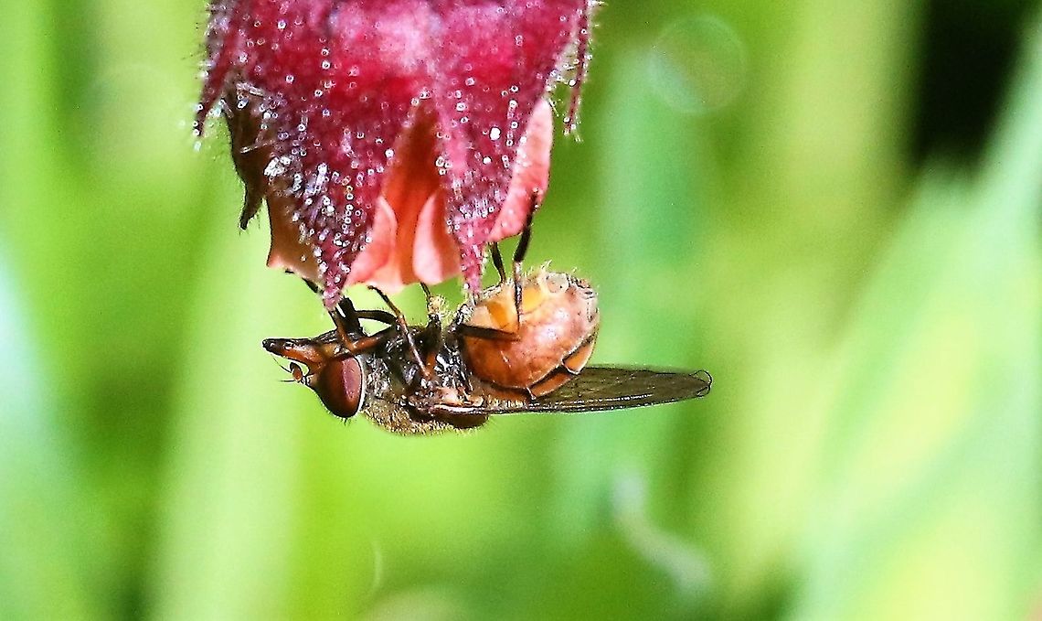 Heineken Fly Better close up of this hoverfly that loves water avens Cumbria,Heineken Fly,Kings Meaburn,Rhingia campestris