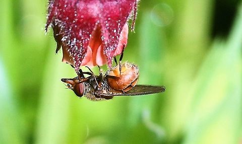 Heineken Fly Better close up of this hoverfly that loves water avens Cumbria,Heineken Fly,Kings Meaburn,Rhingia campestris