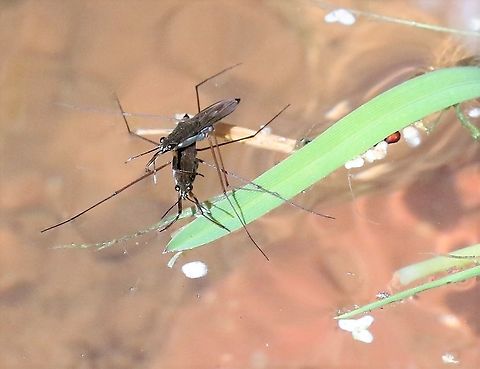 Common Pond Skaters Pond skaters on my pond Common pond skater,Cumbria,Gerris lacustris,Kings Meaburn