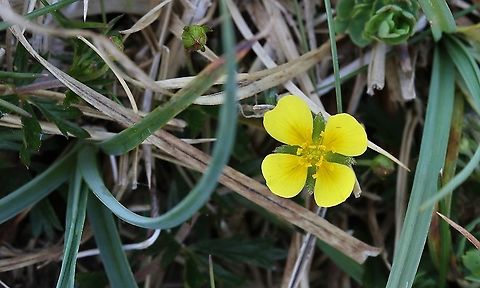 Tormentil Seen on fellsides all through spring and summer Cumbria,Potentilla erecta,Tormentil